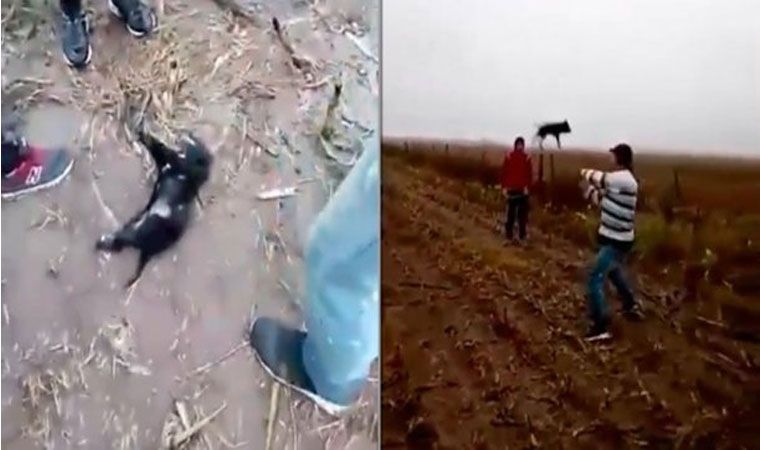 Se grabaron mientras mataban a un perro — Indignante Se grabaron mientras mataban a un perro — Indignante