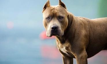 Condenaron al dueño de un perro pitbull que mató a una nena de 10 años en Corrientes