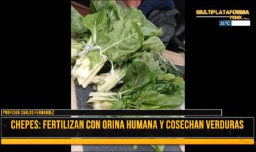 En el Totoral producen verduras con fertilizantes a base a orín humano