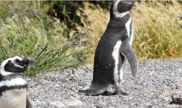 Chubut: declararon a productor culpable de la masacre de cientos de pingüinos de Punta Tombo