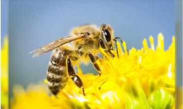 Horror en Rosario: un hombre murió tras ser picado por 150 abejas