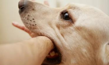 Niño de dos años ingresa al hospital tras ser mordido por un perro