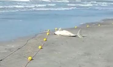 Murió un delfín en Mar del Tuyú después de que un turista, rodeado de curiosos, lo sacara del agua