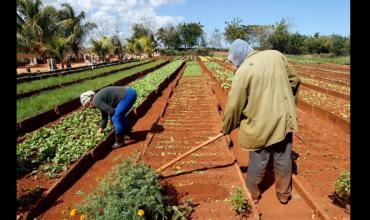 Cuba analiza otorgar tierras a extranjeros