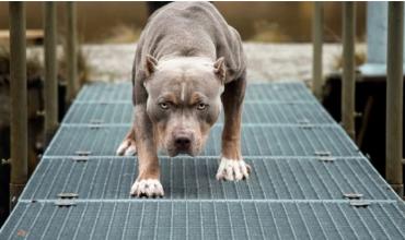 Impactante: un pitbull atacó y desfiguró a una jubilada de 72 años