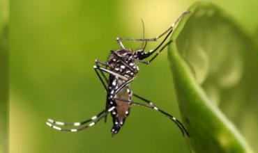 Alarma en Santa Fe por aumento significativo de casos de dengue: más del 40% en una semana