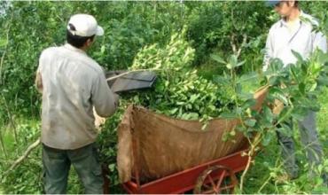 Se derrumbó la producción de yerba mate y hay crisis en Misiones y Corrientes