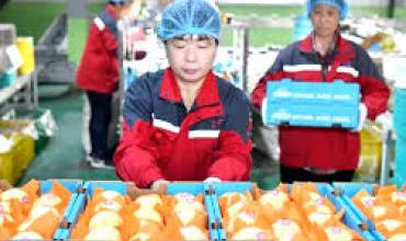 China anunció que comenzó a exportar peras a la Argentina