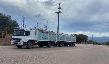 Interceptan camión con animales vacunos y detectan documentación adulterada en Portezuelo