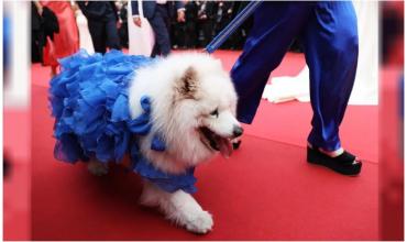 Un apagón complicó el Festival de Cannes, aunque no afectó las proyecciones