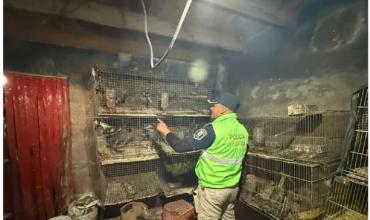 Rescataron más de 200 animales que estaban en cautiverio en una casa en La Plata