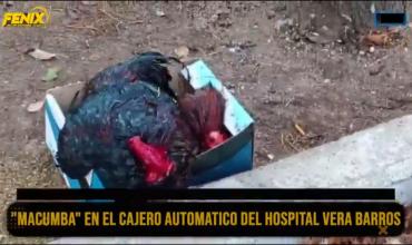 Macabro hallazgo en Zona Este: vecinos denuncian un ritual con restos de un gallo decapitado