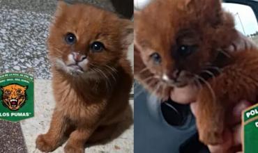 Rescatan un cachorro de puma yaguarundí en Santa Fe: será reintegrado a su hábitat