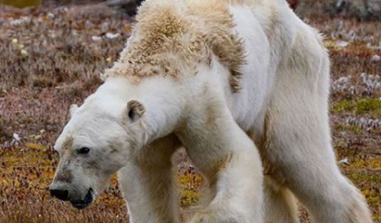 Oso polar moribundo por calentamiento global — Impactante
