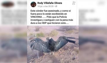 Santiago Azulay, sobre el cóndor estaqueado en Vinchina: “La hipótesis es que el animal murió de manera natural, igualmente es un hecho repudiable desde lo moral”  