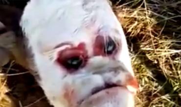 Conmoción en Santa Fe: nació un ternero con un rostro parecido al de un humano