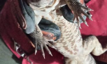 Encontraron una iguana en la zona este de la ciudad