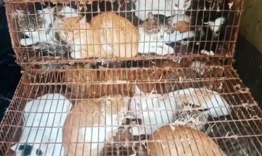 China: liberaron a 150 gatos que estaban destinados al consumo humano