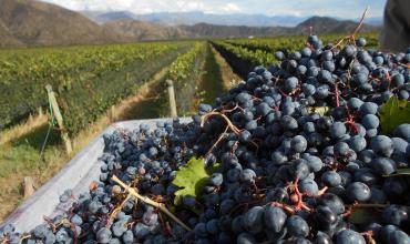 La ARCA -ex AFIP- inicia ejecución fiscal contra La Rioja Vitícola SAPEM por una deuda tributaria