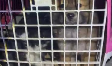 La Rioja: Rescataron a ocho cachorros que eran transportados en malas condiciones en un micro de larga distancia