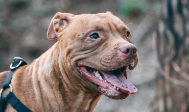 Al ciudadano colombiano que fue atacado por un perro Pitbull debieron hacerle dos puntos en los genitales y en la mano