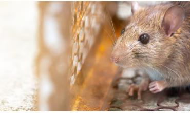 <br />
<b>Notice</b>:  Undefined index: url in <b>/var/www/fenix951/public/categoria.php</b> on line <b>97</b><br />
