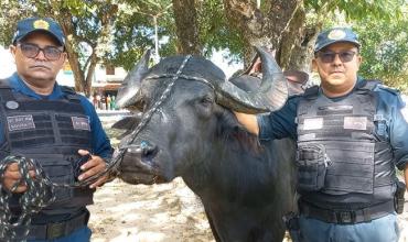 “División Búfalos” en Brasil: así es la policía montada que custodia la región donde se realiza la COP30