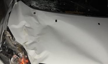 Accidente en Ruta 38: un auto chocó contra un vacuno y sólo se registraron daños materiales