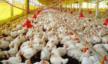 Tambalea la actividad de la mayor productora de pollos de la Argentina
