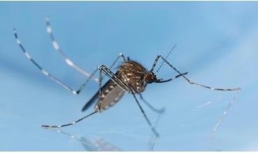 Detectaron el primer caso autóctono del virus Usutu en España: qué es y cómo se contagia