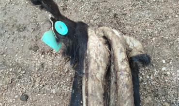  Verificaron una denuncia por supuesto abigeato en Las Peñas, pero el animal faenado era del propietario del puesto