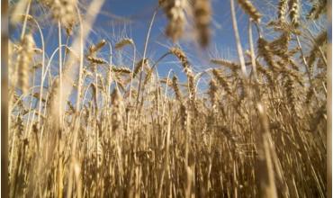 Sale el primer embarque de trigo argentino a China y se inaugura un nuevo flujo comercial