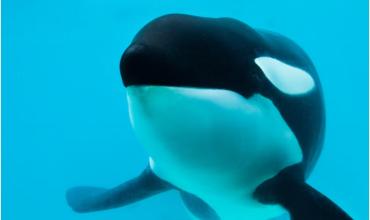 Murió Kshamenk, la orca que fue rescatada en 1992 por Mundo Marino y vivió 33 años en cautiverio