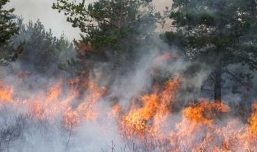 Estado actual de los incendios forestales en la Argentina
