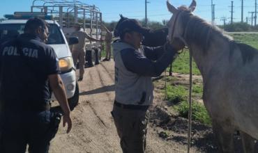 La policia intervino por animales sueltos en la Ruta 38