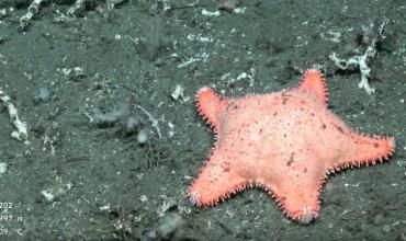 En una nueva expedición del CONICET en el fondo del mar, encuentran otra estrella “culona”