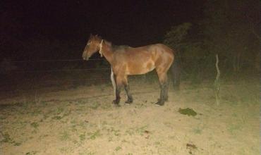  Motociclista resultó lesionado tras chocar con un caballo en un camino rural