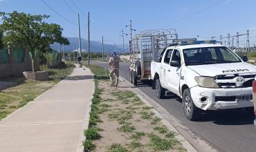 Capturaron un equino que deambulaba por la avenida Cactus