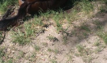 Murió un caballo durante una cabalgata de peregrinación en el barrio Hospital