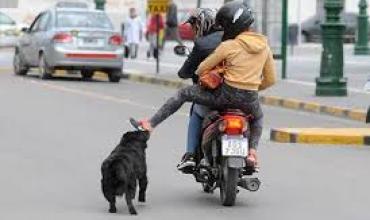 Un motociclista fue mordido por un perro en barrio Ricardo Primero
