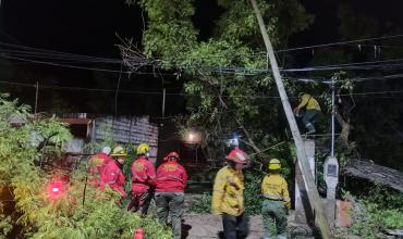 Caída de árbol de gran porte afectó dos viviendas en Av. San Francisco