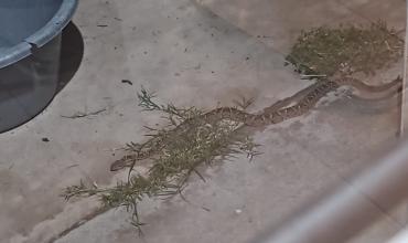 Capturaron una víbora yarará en una vivienda del barrio Las Talas