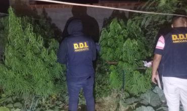 Aimogasta: secuestraron 25 plantas de cannabis en una vivienda del barrio Cooperativa III