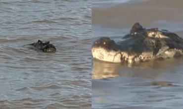 Apareció un yacaré en una playa de Rosario y generó alarma: “Le empezamos a decir a la gente que salga”