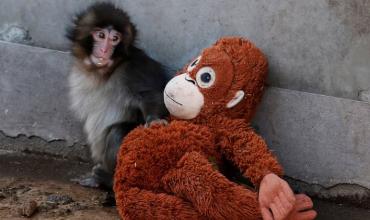 Un abandono, un peluche y un video que conmovió al mundo: la tierna historia del mono Punch