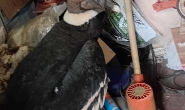 Asistieron a un cóndor presuntamente enfermo en Sañogasta