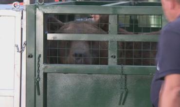 Trasladan a Europa a dos osos y una tigresa que estaban en cautiverio en el zoológico de Luján