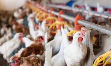 Confirman nuevo caso de gripe aviar y recomiendan a productores reforzar medidas sanitarias