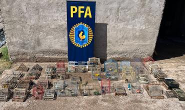 La Rioja: Rescatan numerosas aves silvestres en operativo contra el tráfico de fauna