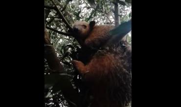 Encontraron un oso melero en un árbol en el campo La Estrella